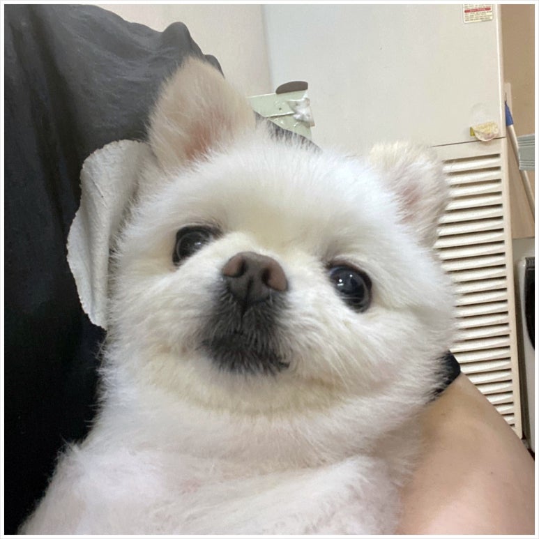 코코샵 이미지