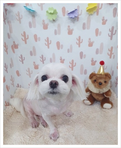 아지양 이미지