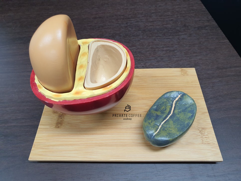 커피체리 이미지