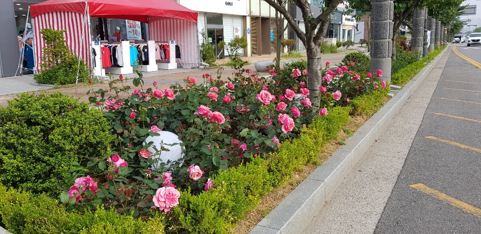 장미상점 이미지