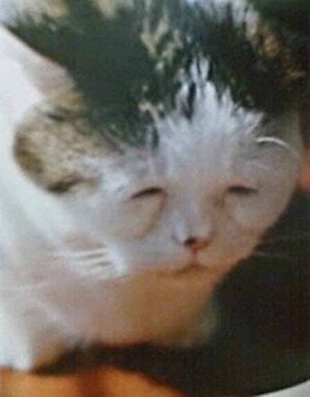 강릉홍가네옹심이 이미지