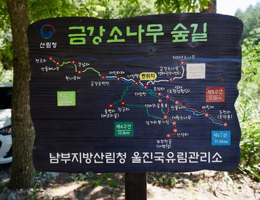 소나무 군락지 이미지