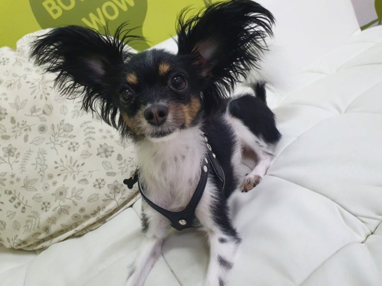 빠삐용펍 이미지