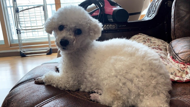 백그릇냉면 이미지