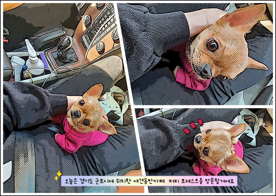 퍼피포레스트 이미지
