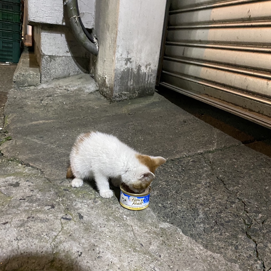 헤이플랜트 이미지