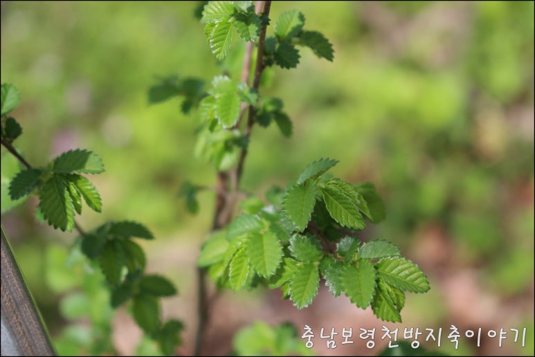 느릅나무 이미지