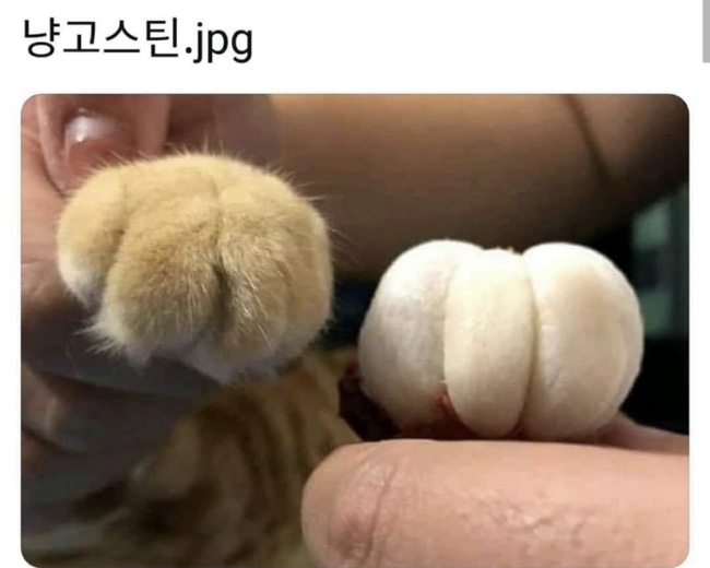냥고스틴 이미지