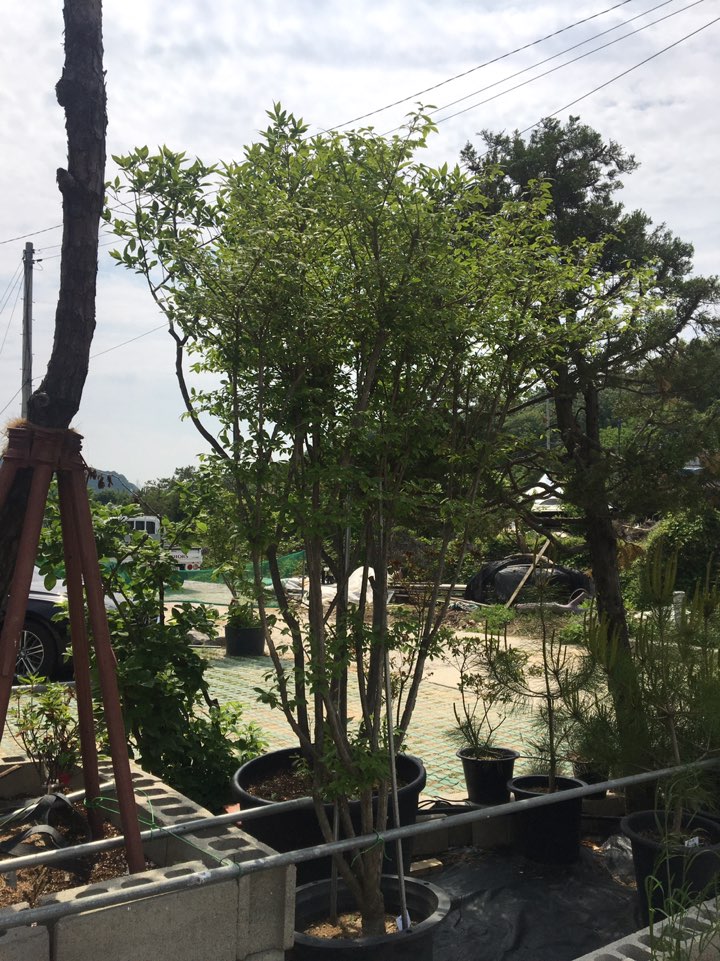 송림조경 이미지