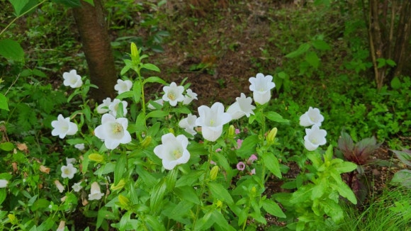 화.수.목(花.水.木 이미지