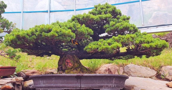 화.수.목(花.水.木 이미지