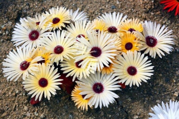 데이지(daisy) 이미지