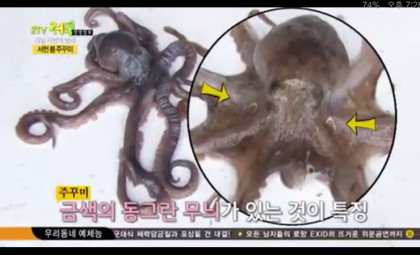 용두동쭈꾸미 이미지