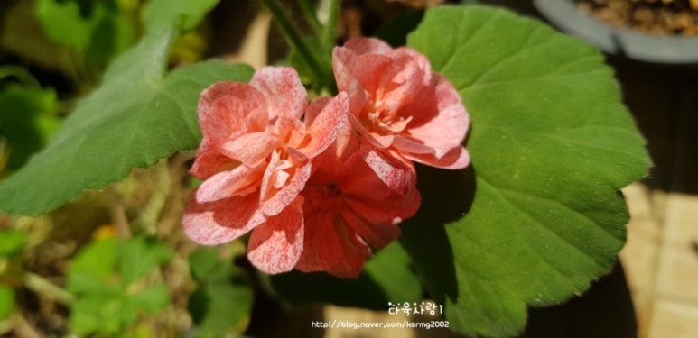 참새미커피 이미지