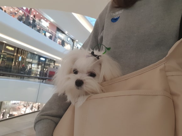 벼리 이미지