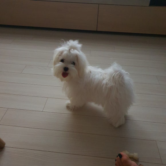벼리 이미지