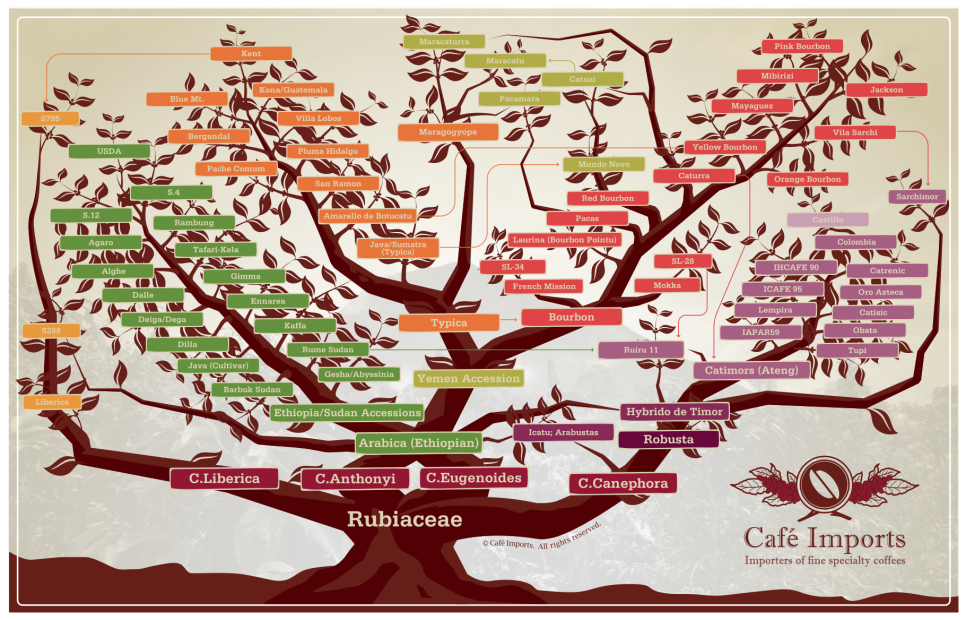 커피트리(COFFEE TREE) 이미지