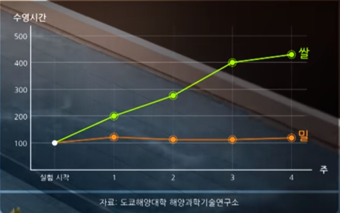 쌀과밀 이미지