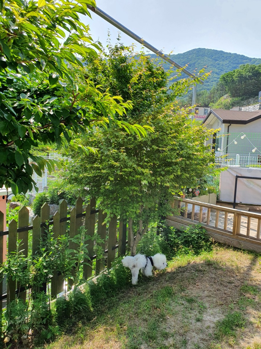공주 애견펜션 '개인공간', 프라이빗한 계룡산 힐링 여행 — 사진 5