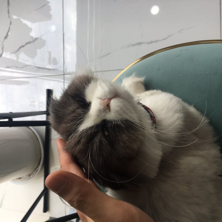 실버문헤어 이미지