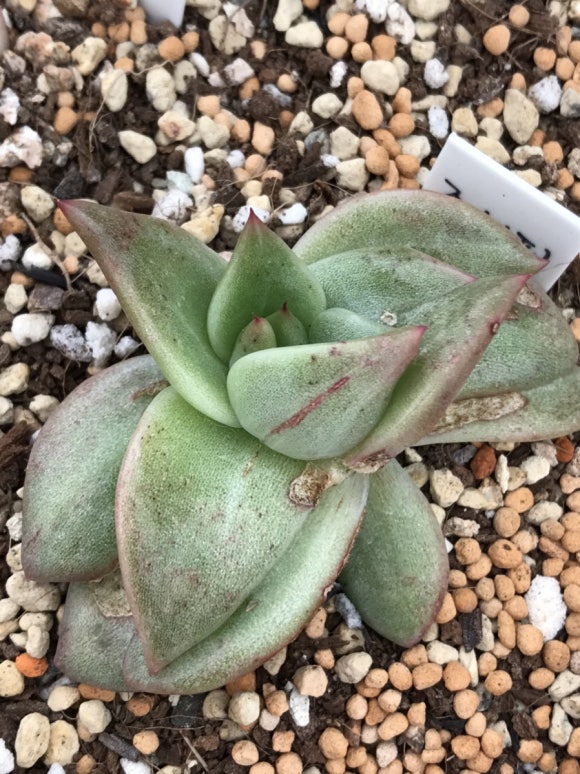 죠세핀 이미지