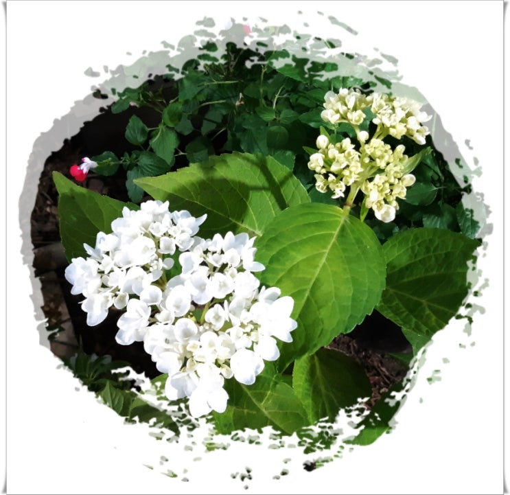 연수꽃화원 이미지