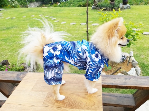 더옷짱 이미지