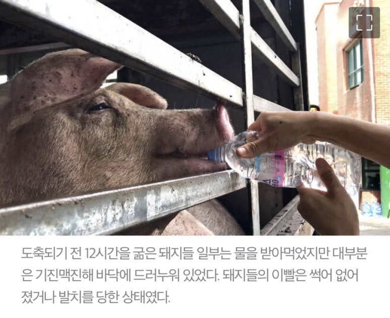 육식주의 축산 이미지