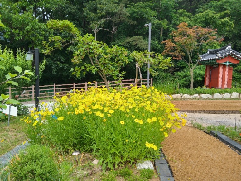 노랑꽃밭 이미지