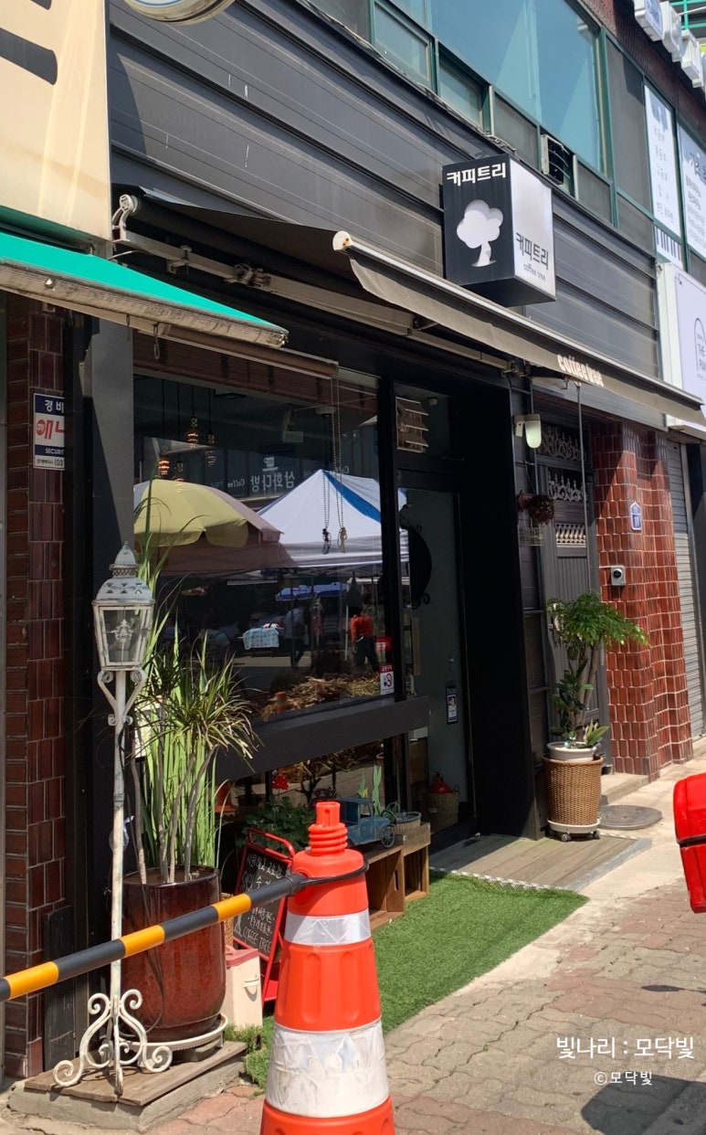커피트리(COFFEE TREE) 이미지