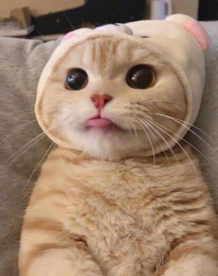 나만없어고양이 이미지