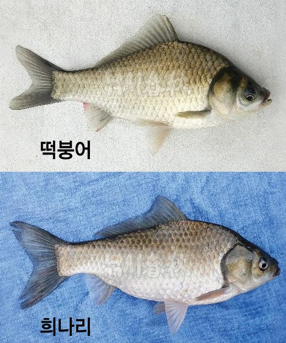 참붕어 이미지