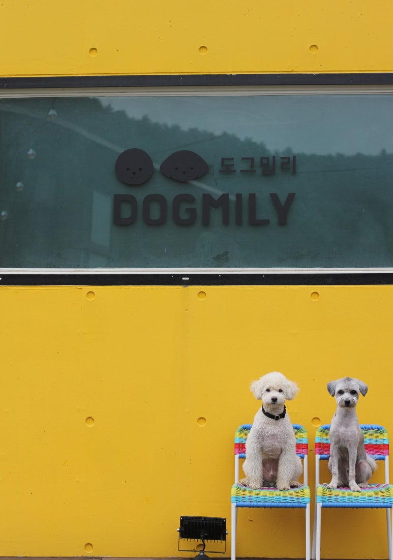도그밀리 이미지