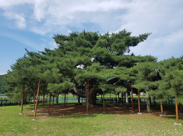 명품나무 ㅡ 3 예천 석송령 : 네이버 블로그