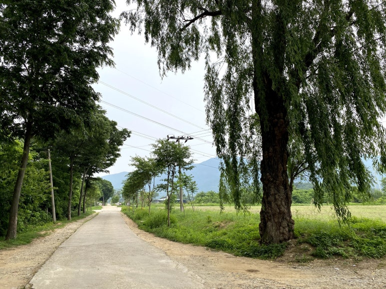 고려대학교 덕소농장 이미지