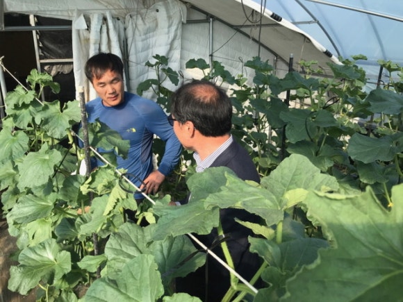 곡성멜론 이미지