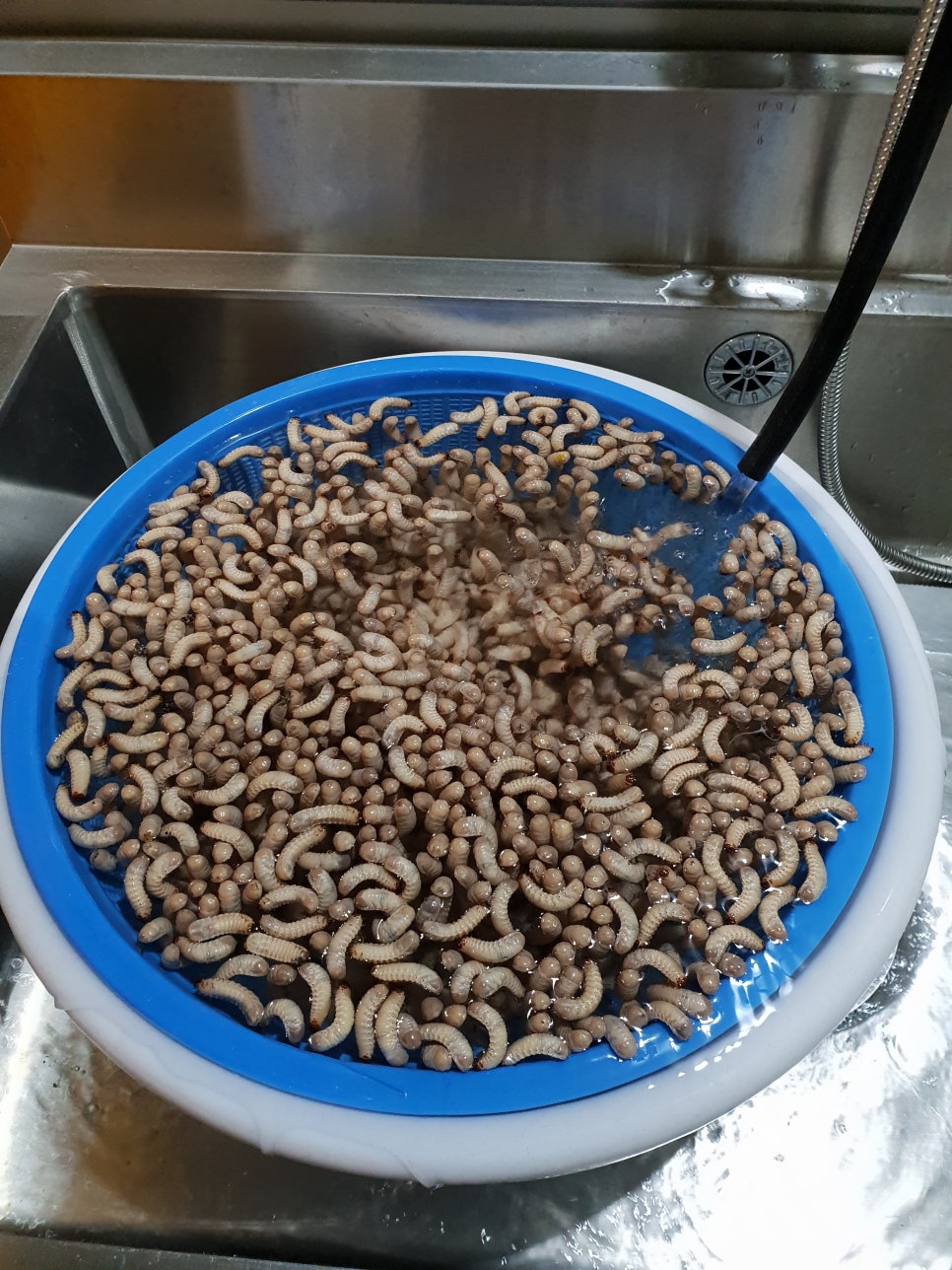 장수 참굼벵이 이미지