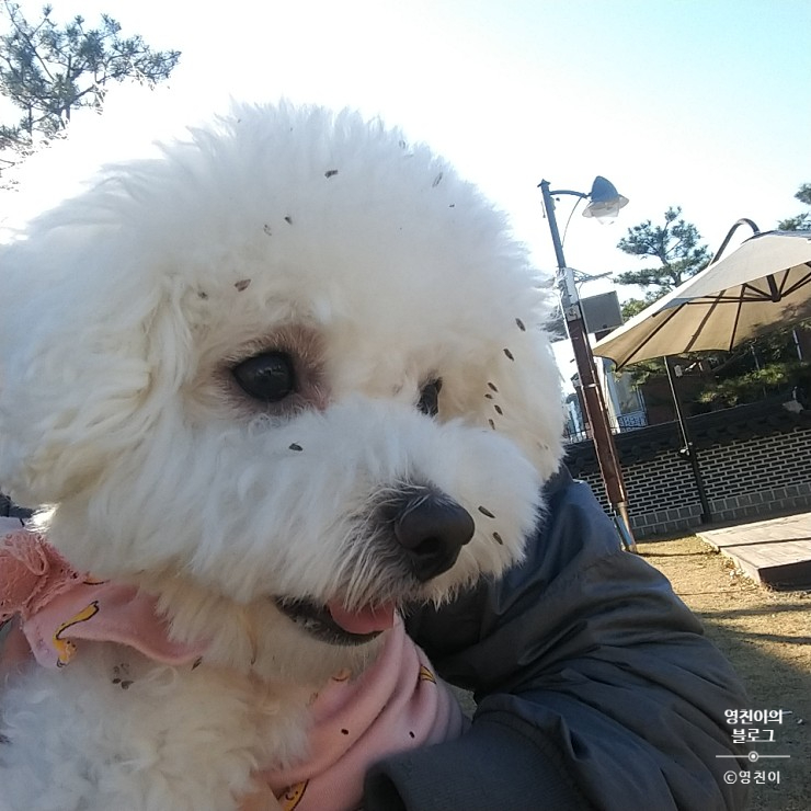 청려원 이미지