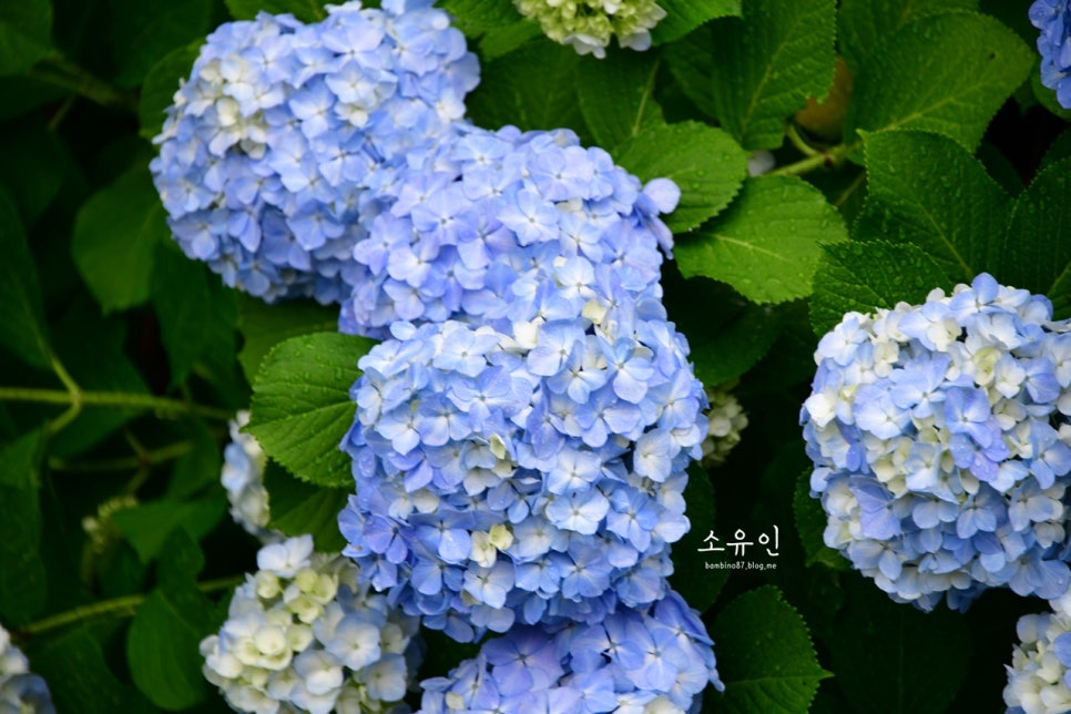 락스파펜션 이미지