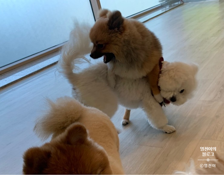 청려원 이미지