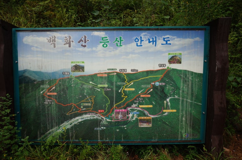병아리날다 이미지