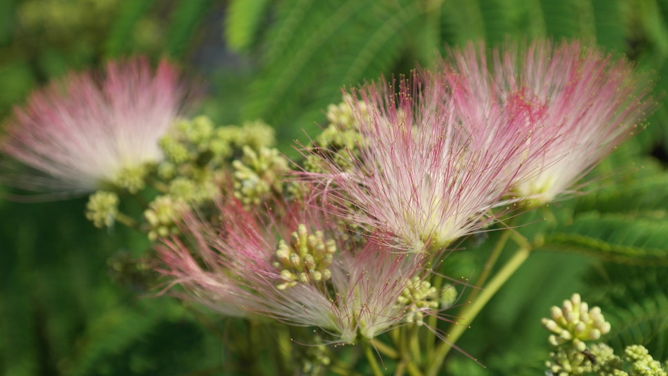 꽃과나무(Flower tree) 이미지