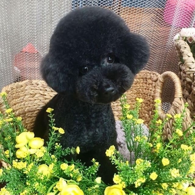 꾸미쁨 이미지