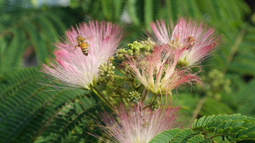 꽃과나무(Flower tree) 이미지