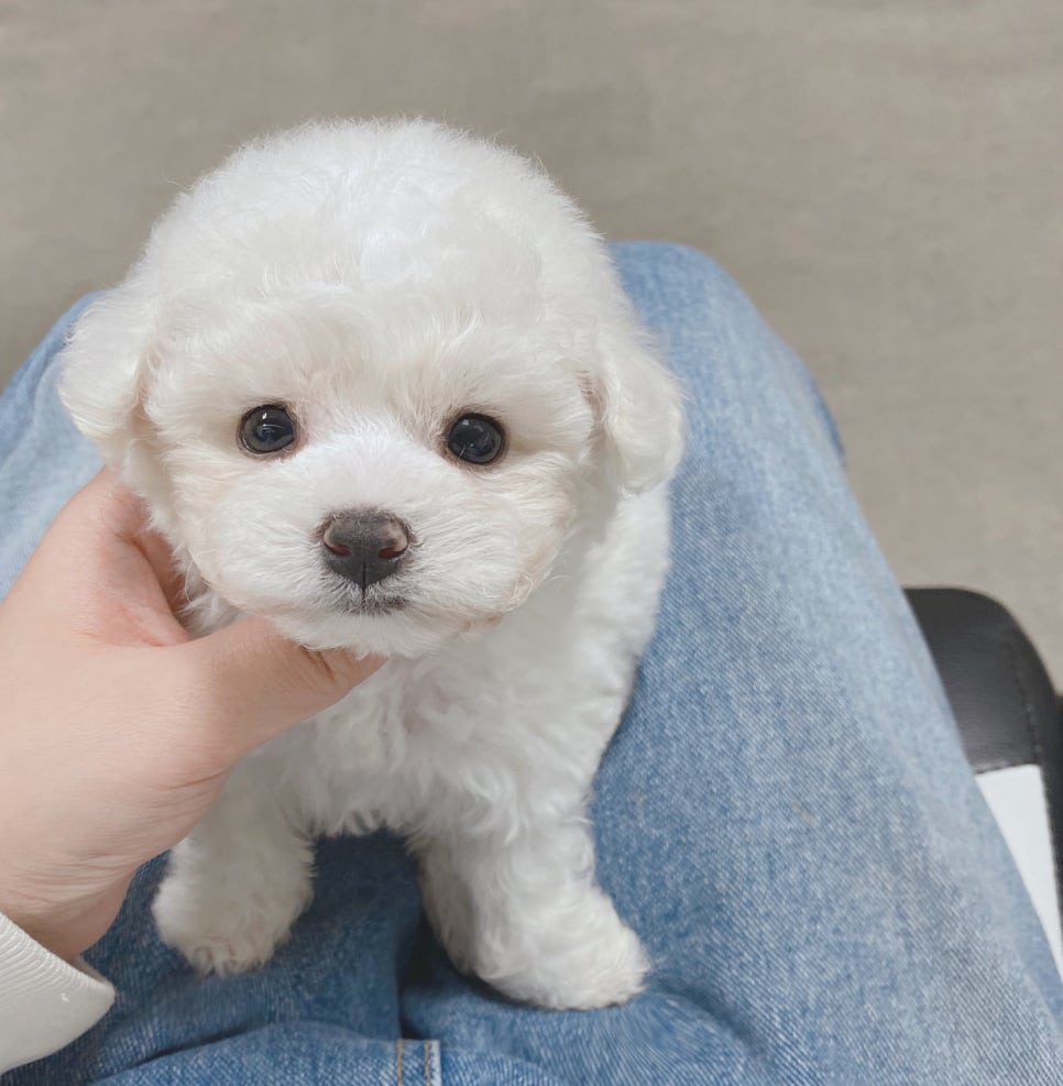 허니멍 이미지