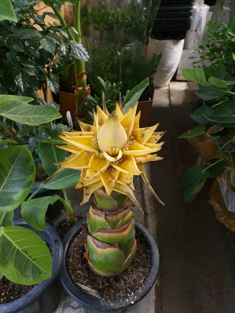 플로시아 이미지