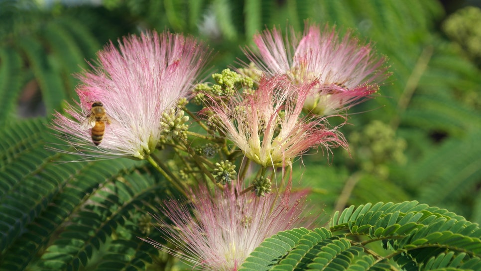 꽃과나무(Flower tree) 이미지