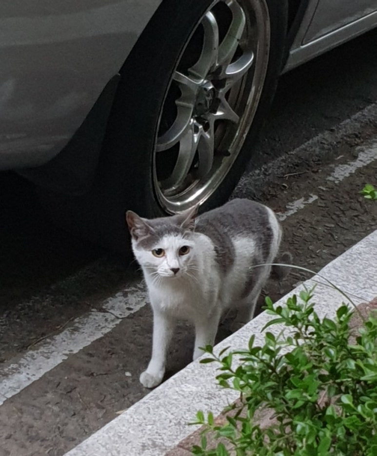 대복족발 이미지