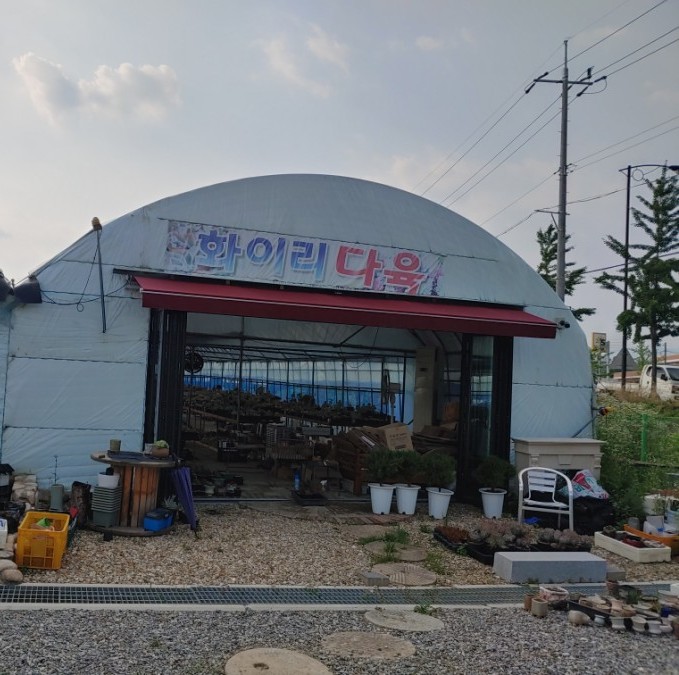 담양화 이미지