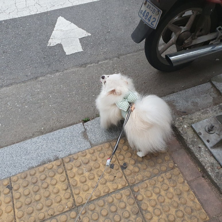 루이튀김 이미지